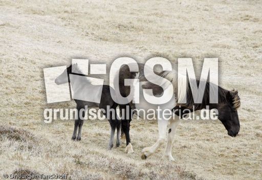 Islandpferde (9 von 50).jpg